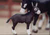 ertldonkfoal.jpg (48589 bytes)