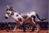 1safaridonkgreyspot1.jpg (53440 bytes)