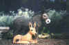 BCR Pooh Bear & Rhetta.jpg (40871 bytes)