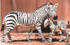 Etosha.jpg (35354 bytes)